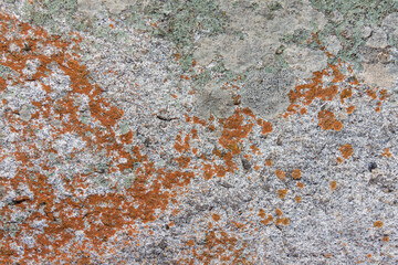 Stone background with moss and lichens