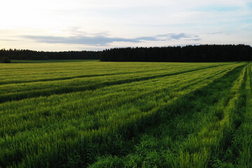 Fototapeta premium endless wheat field