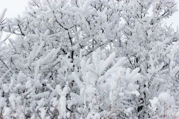 Fototapeta premium Beautiful snowy winter forest with trees covered with frost and snow close up. Nature winter background with snow-covered branches. white frost on trees, white drifts Road, trail in the winter forest