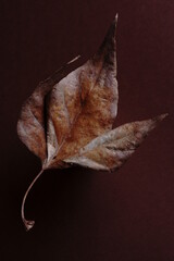 The beautiful colors of autumn - rusty  leaf	