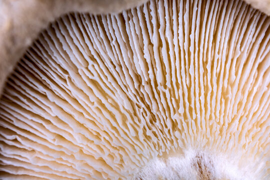 Close-up of a mushroom cap, texture of the bottom of the mushroom from an extremely close distance, selective focus.