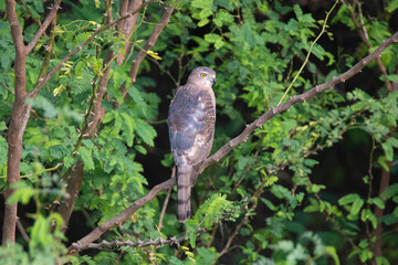 Shikra bird perched in a tree
