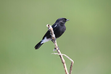 Pied Bush Chat sitting on a twig