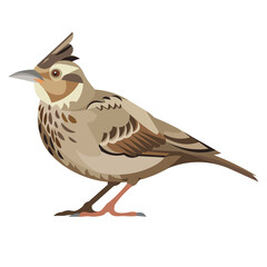 Isolated vector figure of a standing lark