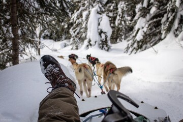 Dogsledding