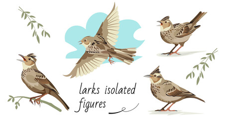 Flying, singing, standing, sitting on a branch larks. Isolated vector figures