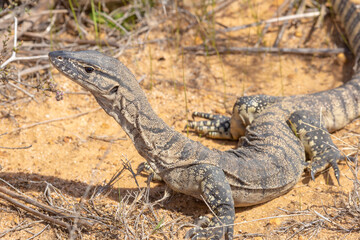 Rosenbergs Monitor (Varanus rosenbergi) seen west of Ravensthorpe in Western Australia