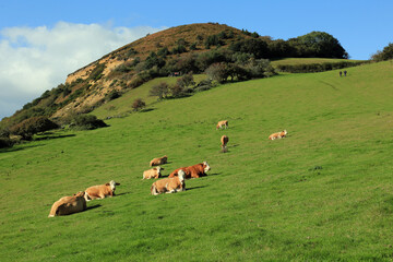 Fototapeta premium Golden cap in Dorset UK.Nice summer morning.