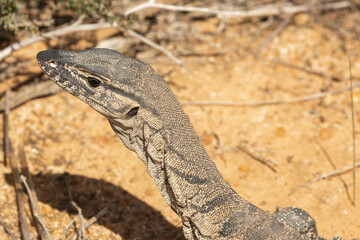 Rosenbergs Monitor (Varanus rosenbergi) seen west of Ravensthorpe in Western Australia