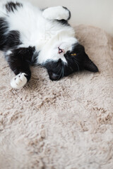 Funny cute black and white Tuxedo cat lying in the sun on soft blanket near window on windowsill and looking at camera.
