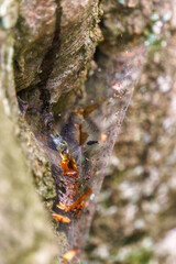 Drip of resin holded by cobweb build on tree trunk