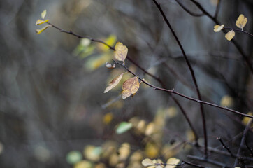 Autumn foliage. Orange trees. Autumn. Fallen leaves.
