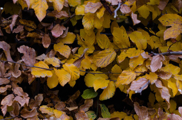 Autumn foliage. Orange trees. Autumn. Fallen leaves.