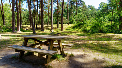Picnic park with benches, seats and tall pine trees.
