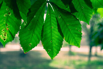 Green leaf of a chestnut tree in summer