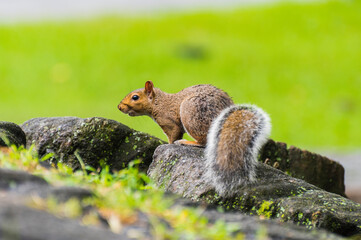 Naklejka na ściany i meble Squirrel in Central Park, New York.