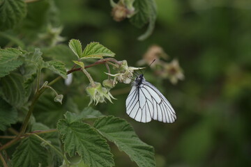 butterfly on a leaf