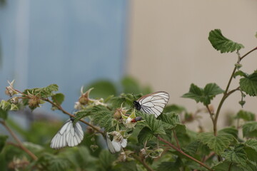 butterfly on a flower