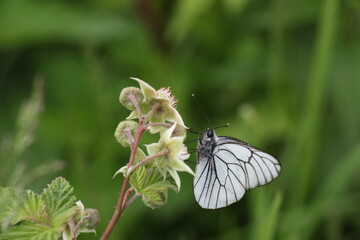 butterfly on a flower