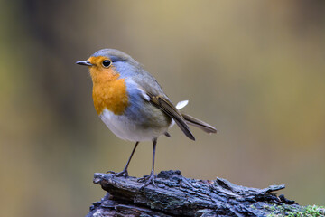 Robin in the oak forest