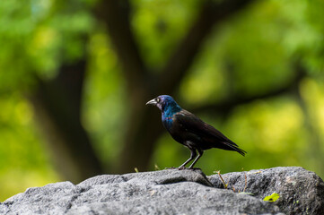 Obraz premium Crow on the nature garden
