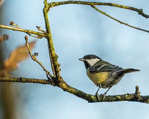 Im Wald sitzt eine Kohlmeise auf einem Ast.
