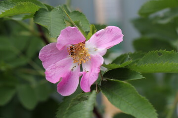 wild rose