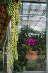 Greenhouse orchid