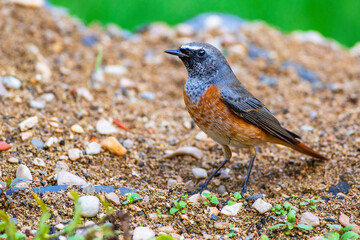 Gartenrotschwanz (Phoenicurus phoenicurus) Junges Männchen