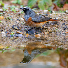 Gartenrotschwanz (Phoenicurus phoenicurus) Junges Männchen
