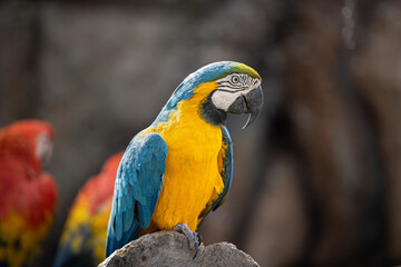 Ara ararauna, Blue-and-yellow macaw is a big and beautiful parrot found in woodland and savannah of tropical South America. They are popular in aviculture because of their striking color.
