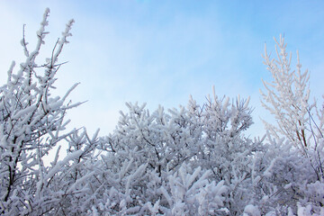 Beautiful snowy winter forest with trees covered with frost and snow close up. Nature winter background with snow-covered branches. white frost on trees, white drifts Road, trail in the winter forest