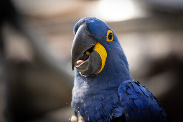 Detailed close up portrait of Hyacinth macaw, the Blue Parrot is a parrot native to central and eastern South America. The largest parrot by length in the world, the hyacinth macaw is 1 m.
