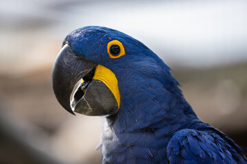 Detailed close up portrait of Hyacinth macaw, the Blue Parrot is a parrot native to central and eastern South America. The largest parrot by length in the world, the hyacinth macaw is 1 m.