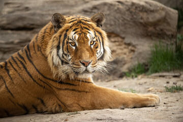 The tiger (Panthera tigris) is the largest extant cat species and a member of the genus Panthera....