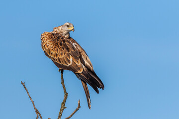 Rotmilan (Milvus milvus)