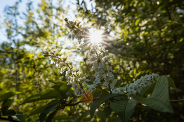 Obraz premium Spring natural scene of a blooming tree and sun rays peaking through among the leaves. You can almost scent the spring freshness. Blue sky, quiet and just birds songs. Spring, most favourite season.