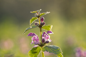 A single Lamium (dead-nettle) in warm summer afternoon light. Violet and green with a meadow on a background. Clean and pure naturel beauty. Fresh, scent, peaceful and relaxing.