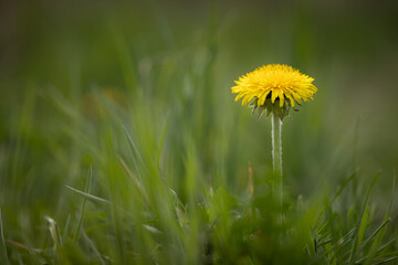 A single yellow dandelion on a green meadow. Close up low angle photo. Peaceful spring scene.