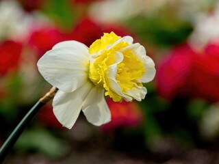 White-yellow duotone daffodil