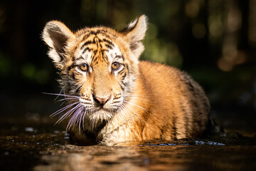 Cute and curious little Siberian tiger walking through a river. Pure nature, sunlit summer scene. Beautiful animal, small kitty and also endangered species. We should really care more about our planet