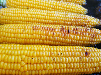 Grill corn on the grill close up