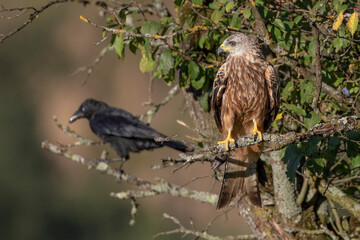 Obraz premium Rotmilan (Milvus milvus)