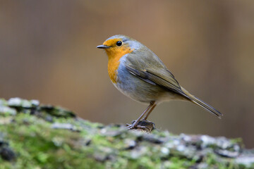 Robin in the oak forest