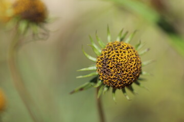 Fall flower without petals