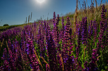 Naklejka premium Purple blooming flowers in a meadow on a sunny day.