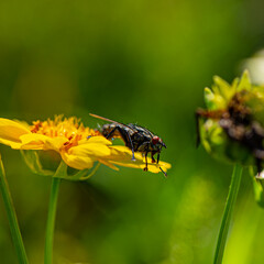 fly sits on a yellow flower on a sunny day on a blurred green background.