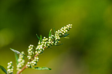 flowering branch of a plant on a blurred green background.