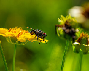 fly sits on a yellow flower on a sunny day on a blurred green background.