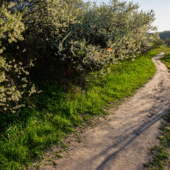 dirt road and flowering thorn bushes in the countryside.